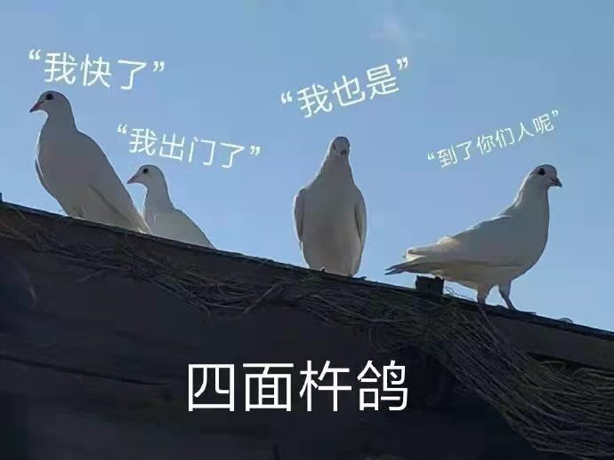 鸽